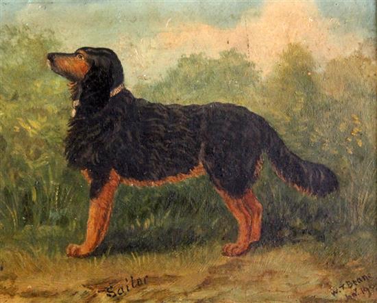 W T Beane (c.1900) Study of an Gordon Setter Sailor, 6.25 x 7.5in.